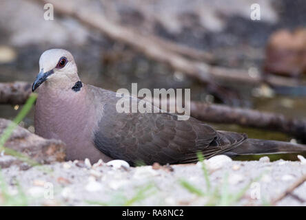 Afrikanische Taube (Streptopelia decipiens) Stockfoto