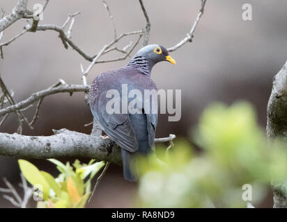 Afrikanische Olive Taube (Columba arquatrix) Stockfoto