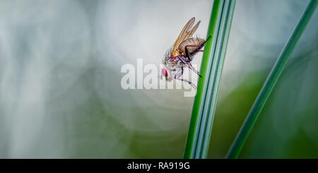 Helina reversio Marram auf das Anhalten auf einem Blatt. Diese Fliegen gehört ebenfalls zu den muscidae oder stubenfliegen. Dieses Bild vermittelt vielleicht das Konzept einer Fliege pon Stockfoto