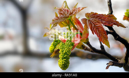 Ein Bild von einem Bergahorn (Acer pseudoplatanus) Platzen in Blätter und Blüten Anfang Mai an der Burton bloße RSPB Reservat auf dem Dee Estuary, Wirral. Stockfoto