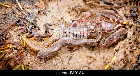 Ich fand diese Molche und Frösche unter ein Protokoll in einem Schlag, bekannt als 'Dübel Loch', in der Formby dune Systems befinden. Sorgfältig ersetzt anschließend Anmelden. Stockfoto