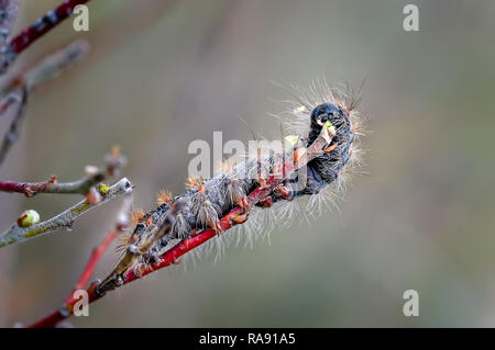 Ein caterpillar Feeds auf zwerg Willow bei Ainsdale lokale Naturschutzgebiet am Sefton Coast. Diese Motten entstehen hier in den guten Zahlen jedes Jahr. Stockfoto