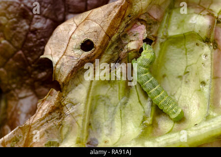 Bild einer Motte Caterpillar (Winkel Schattierungen Motten), eine Plage und Essen oder schlemmen auf einem unserer Salatblätter in den hinteren Garten. Stockfoto