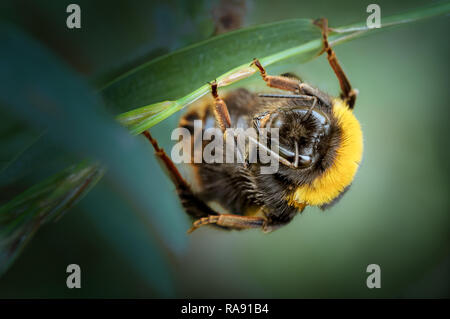 In der Nähe von 'Haskayne Schneiden" fotografiert, eine kleine Lancashire Wildlife Trust, Naturschutzgebiet in Lancashire, früher, Haskayne Bahnhof. Stockfoto