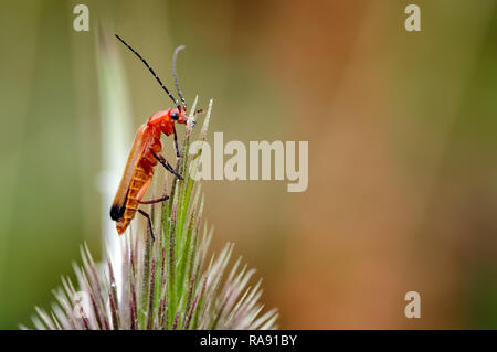 Dies ist der gemeinsame Rote Soldat Käfer (Rhagonycha fulva). Ähnlich wie bei einigen anderen Soldaten Käfer im Aussehen sind sie alle auch als leatherwings bekannt. Stockfoto