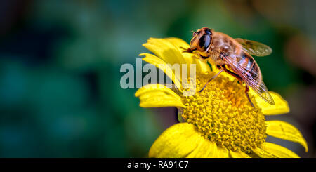 Das ist ein Bild für die Drohne - Fliegen (Eristalis Tenax) oder Blume fliegen, wie es ist in Amerika bekannt. Hier ist die Reinigung der Füße (tarsi). Stockfoto