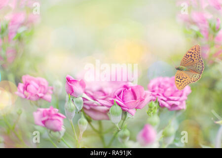 Rosa Rosen im Garten. Foto mit geringer Tiefenschärfe. Frischen Sommermorgen auf Natur, flatternder Schmetterling auf sanften natürlichen Blumen Hintergrund. Stockfoto