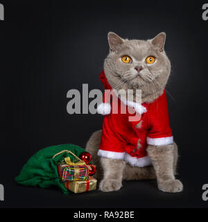 Stattliche senior Zimt Britisch Kurzhaar Katze sitzt nach vorne Tragen santa Jacke, neben Holz Weihnachtsbaum und grün Beutel der präsentiert. Aussehen Stockfoto