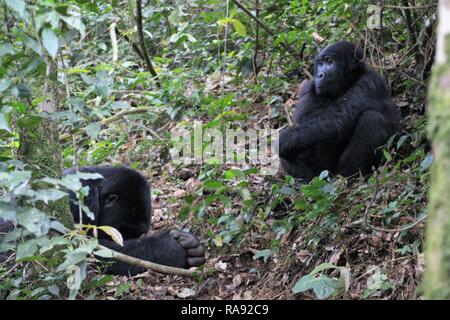 Silverback und Frau Berg gorillas (Gorilla Beringei Beringei) im Bwindi Impenetrable Forest, Uganda, Afrika Stockfoto