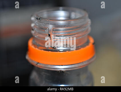 Ameisen auf einem offenen Soft drink Flasche Stockfoto