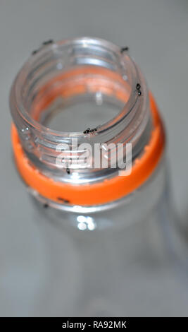 Ameisen auf einem offenen Soft drink Flasche Stockfoto