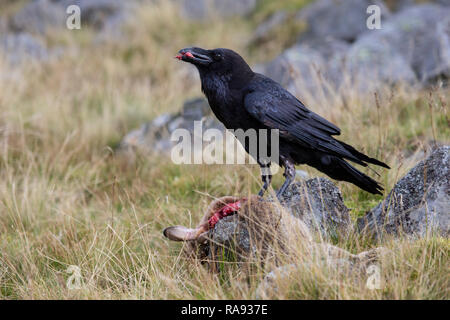 Rabe Corvus Corax Fütterung auf einen toten Hasen auf moorlandschaften unter kontrollierten Bedingungen Stockfoto