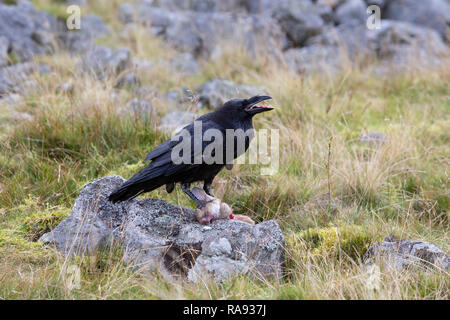 Rabe Corvus Corax Fütterung auf einen toten Hasen auf moorlandschaften unter kontrollierten Bedingungen Stockfoto