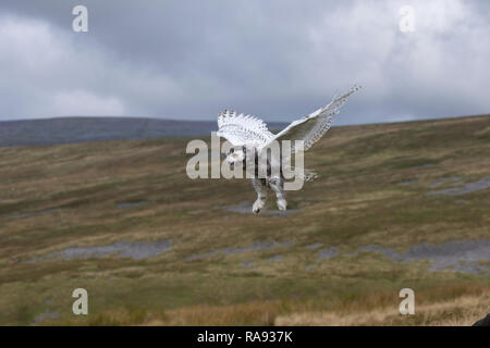 Juvenile Schnee-eule Bubo scandiacus Fliegen über die Cumbrian Mountains, die unter kontrollierten Bedingungen Stockfoto