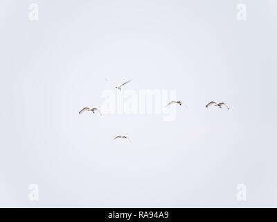 Gruppe von fünf Eurasischen oder gemeinsamen weißen Löffler, Platalea leucorodia, im Flug gegen weißen Himmel, Niederlande Stockfoto