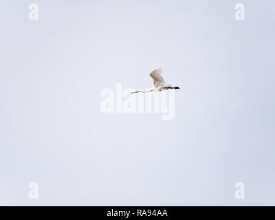 Eurasischen oder gemeinsamen weißen Löffler, Platalea leucorodia, im Flug gegen weißen Himmel, Niederlande Stockfoto