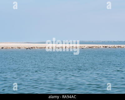 Gemeinsame und Kegelrobben auf Sand Bank von Rif mit Leuchtturm von Westfriesische Insel Schiermonnikoog im Hintergrund, Wattenmeer, Niederlande Stockfoto