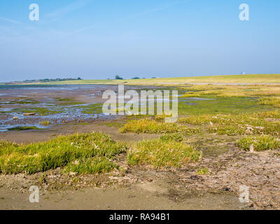 Deich und die Küste von Westfriesische Insel Schiermonnikoog von Marschland und Wattenmeer von Wattenmeer bei Ebbe, Niederlande Stockfoto