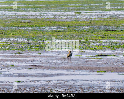 Portrait von Europäischen Goldregenpfeifer, Pluvialis apricaria, stehend auf Feuchtgebiet bei Ebbe von Wattenmeer, Niederlande Stockfoto