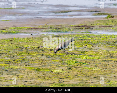 Porträt einer nördlichen Kiebitz, Vanellus vanellus, Nahrungssuche auf Feuchtgebiet bei Ebbe von Wattenmeer, Niederlande Stockfoto