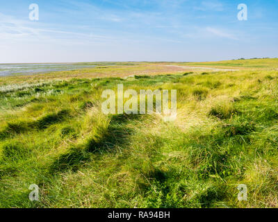 Salzwiesen mit Gras in Küsten Naturschutzgebiet auf der westfriesischen Insel Schiermonnikoog, Niederlande Stockfoto