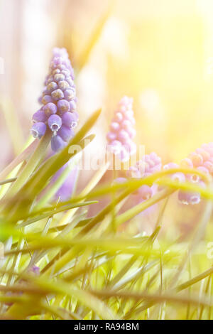 Blaue Traubenhyazinthen muscari oder Blumen im hellen Sonnenlicht, Frühling Hintergrund Vorlage mit Kopie Raum Stockfoto