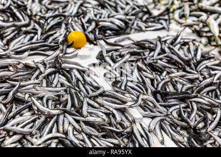 Fisch Sardellen Hintergrund auf Eis im Fischer Markt store Shop. Meeresfrüchte europäischen Haufen von Sardellen Muster auf Eis. Schwarzes Meer Sardellen sind in Fami platziert Stockfoto