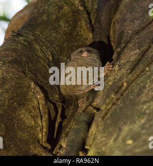 Ein tarsius auf einem Baum an der Tangkoko National Park Stockfoto