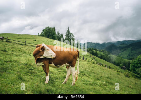 Braune Kuh auf einer Bergflanke auf einer Weide im Sommer. Kuh auf einer Wiese in einem Bergdorf. Stockfoto