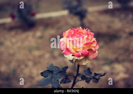 Eine schöne rote gelbe Rose Stockfoto