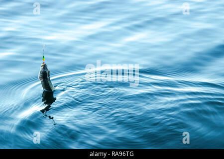 Äsche Fisch in einem Köder. Fluss äschen am Haken. Fischer holding Köder mit äschen Fisch. Konzepte für erfolgreiches Angeln. Fang ein großer Stockfoto