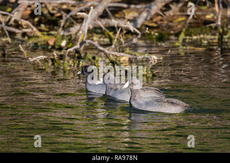 Amerikanische Blässhühner schwimmen im Wasser. Stockfoto