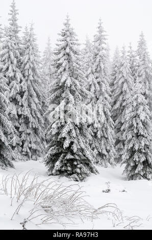 Winterlandschaft von einem Kiefernwald, in den Bergen. Bäume sind sehr groß und mit frischem Schnee bedeckt. Stockfoto