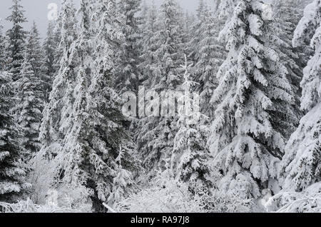 Winterlandschaft von einem Kiefernwald, in den Bergen. Bäume sind sehr groß und mit frischem Schnee bedeckt. Stockfoto