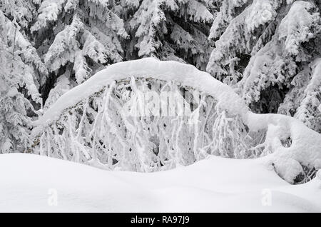Detail der Winter Bild und einen Haufen Schnee auf der Basis von alten und hohen Bäumen Stockfoto