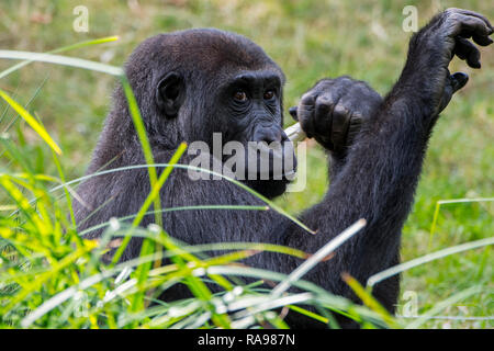 Nahaufnahme, Porträt der jungen westlichen Flachlandgorilla (Gorilla gorilla Gorilla) Native zu Zentralafrika Stockfoto