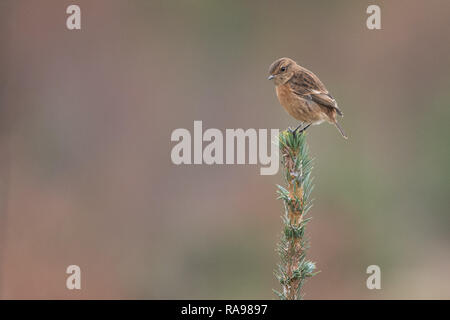 Weibliche Stonechat (Saxicola Torquata) - Schottland, Großbritannien Stockfoto