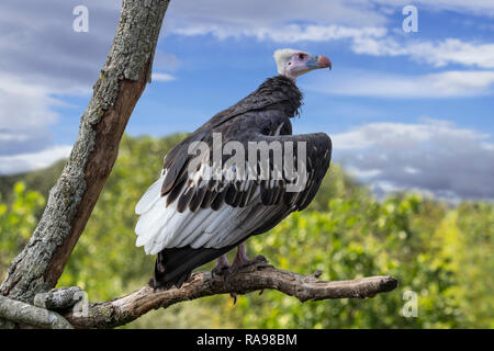 White-headed Vulture (Trigonoceps occipitalis) im Baum gehockt, endemisch in Afrika Stockfoto