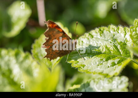 Komma Schmetterling auf einem Blatt Stockfoto
