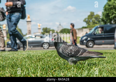 Eine einzelne Neugierig hungriger Taube steht in der Nähe von Menschen und Autos auf dem Gras und ist bei Ihnen. Stockfoto