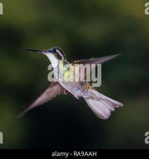 White-throated Berg - Juwel in Costa Rica Regenwald Stockfoto