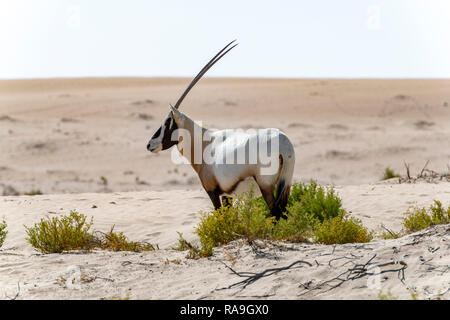 Einzelner arabischer Oryx in der Wüste, Naher Osten Stockfoto