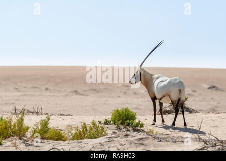 Einzelner arabischer Oryx in der Wüste, Naher Osten Stockfoto