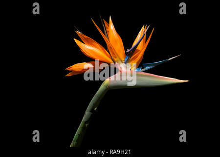 Paradiesvogel Blume auf schwarzem Hintergrund Stockfoto