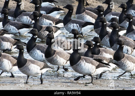 Atlantic Ringelgänse Herde in engen Formation Stockfoto