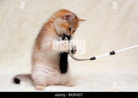 Lustige Ingwer britischen Kätzchen spielen mit einem Flauschigen Stick auf den Hinterbeinen, eine kleine Kitty kaut Spielzeug für Katzen. Stockfoto