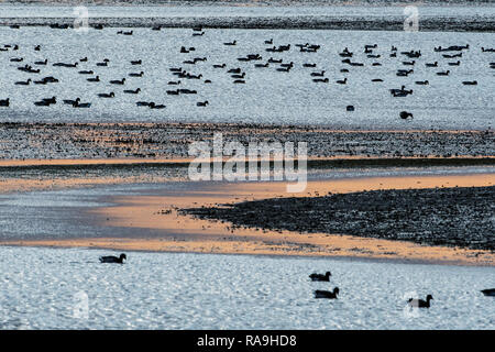 Moody Scenic mit wasservögeln der Jamaica Bay Wildlife Refuge bei Ebbe Stockfoto