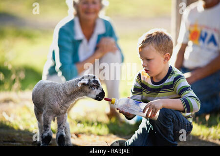 Kleiner Junge mit der Flasche füttern Lamm. Stockfoto