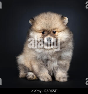 Cute Baby pomeranian Welpen sitzen, front, geradeaus in die Kamera schauen, mit glänzenden schwarzen Augen. Auf schwarzem Hintergrund isoliert. Stockfoto