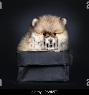 Cute Baby pomeranian Welpen sitzen, Front in schwarz Papiertüte, geradeaus in die Kamera schauen, mit glänzenden schwarzen Augen. Auf schwarz Isoliert backgrou Stockfoto